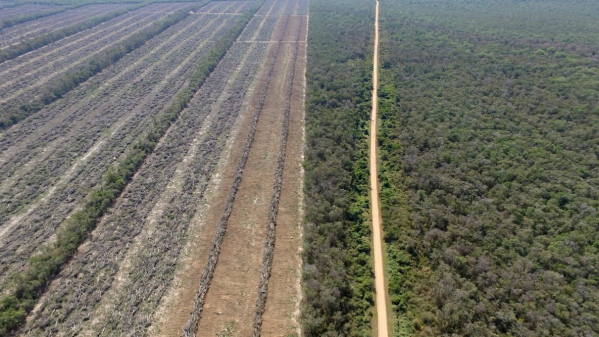 Deforestación mecanizada.  Foto: Mongabay