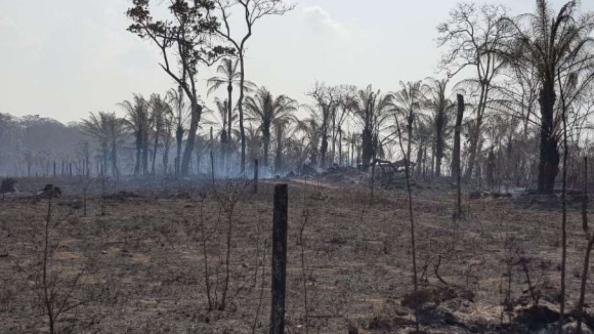 Incendios forestales. Foto Cejis