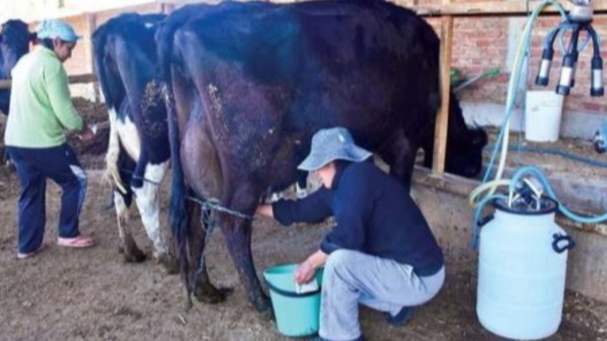 Producción de leche. Foto: Internet