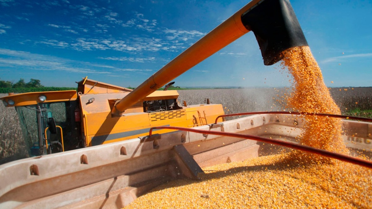 Producción de maíz. Foto: El economista.