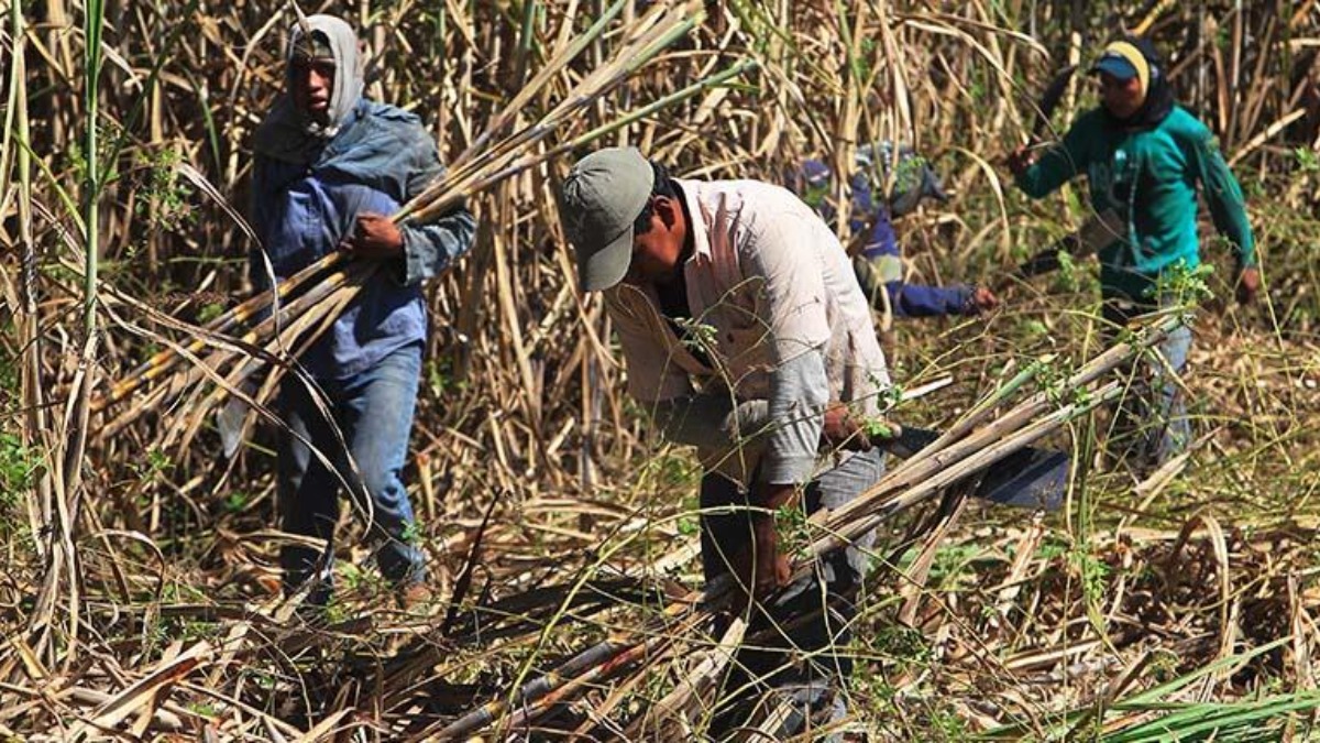 Productores cañeros en Santa Cruz. Foto: El Deber