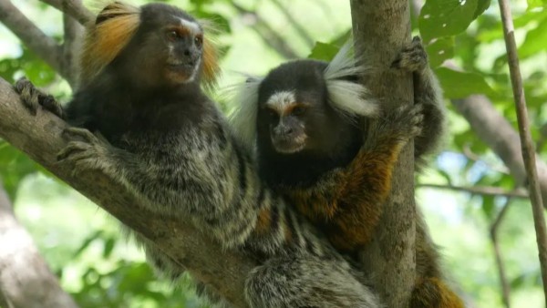 Monos Titi en un árbol.