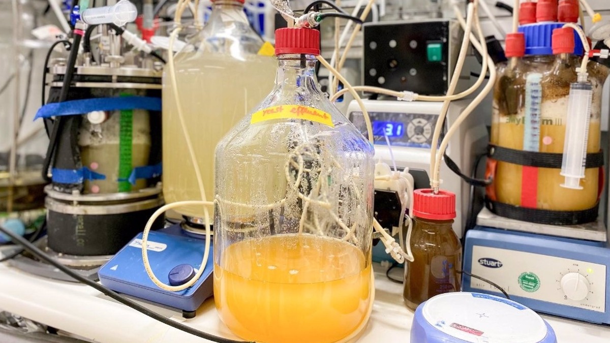 El sistema de biorreactor de dos pasos que se utilizó para producir levaduras enriquecidas con proteínas y vitamina B9.  Foto: UNIVERSIDAD DE TUBINGA