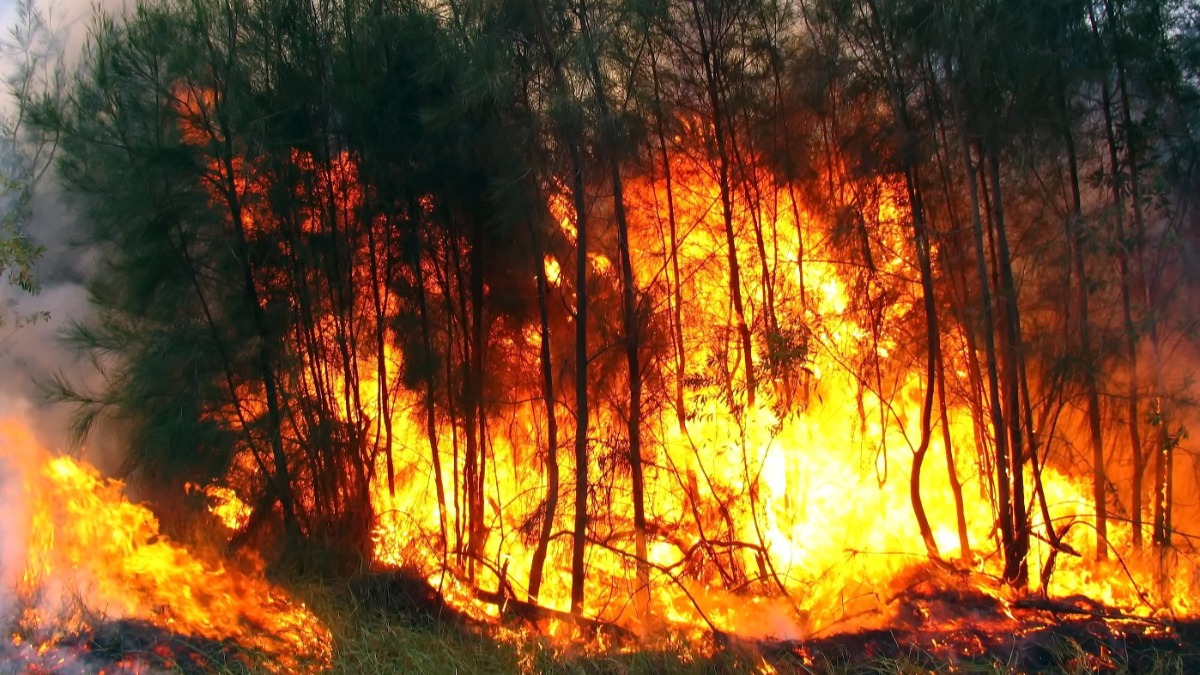 Incendios forestales