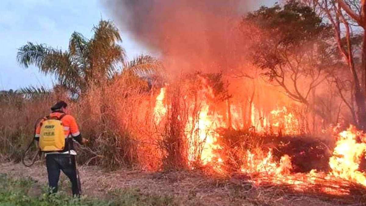 Incendios forestales en 2024. Foto: La voz de la naturaleza