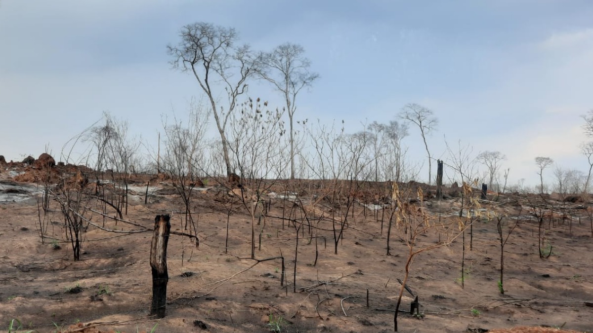 Los restos del bosque quemado tras los incendios en San Rafael de Velasco.  Foto: ANF