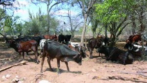 Denuncian que, pese a sequía severa en el Chaco, autoridades postergan proyectos para agua