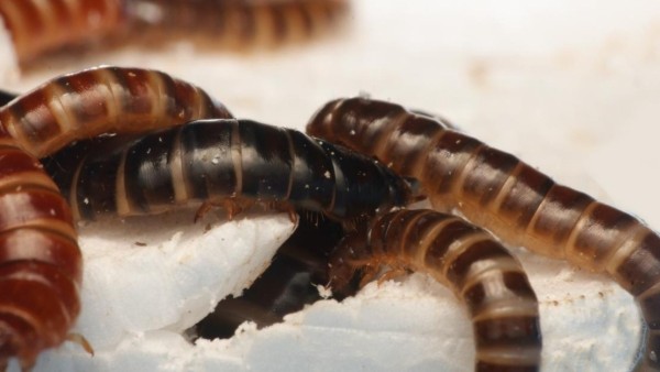 Gusanos de la harina menores alimentándose de poliestireno.  Foto: ICIPE