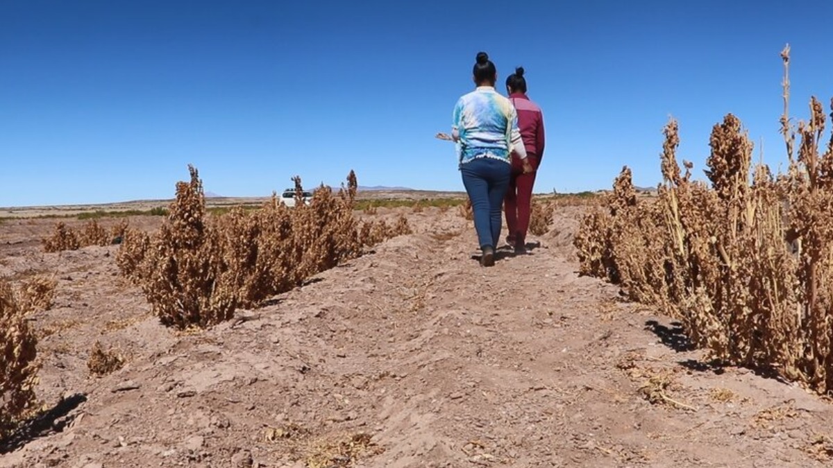 Campos de quinua en Oruro. Foto: WFP