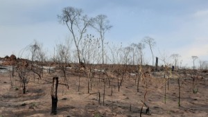 Para los pueblos indígenas y el medioambiente el 2024 ha sido uno de los “peores” de la historia