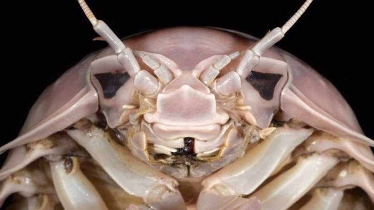 La cabeza de Bathynomus vaderi.   Foto: NGUYEN THANH SON