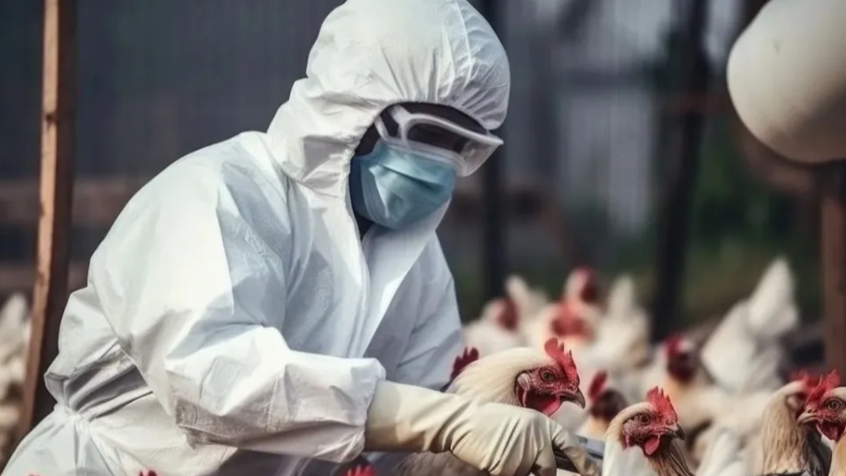 Toma de pruebas de gallinas.