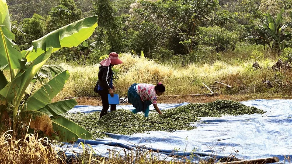 Cultivo de coca en el Tipnis. Foto: Opinión