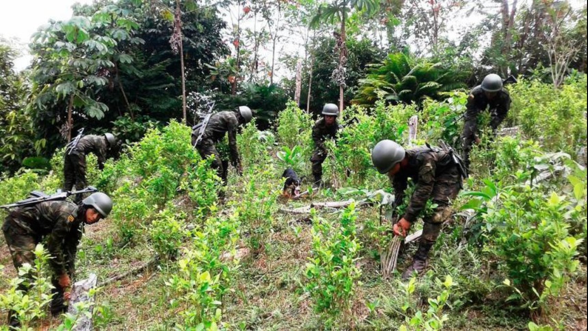 Erradicación de cultivos de coca excedentarios. Foto: Los Tiempos