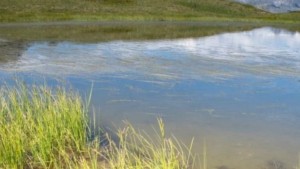 Solo un 6% del carbono secuestrado se almacena ahora en bosques