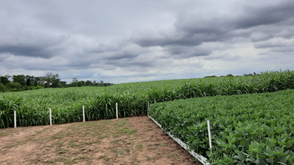 Centro experimental de soya y otros granos de Anapo en Cuatro Cañadas. Foto: ANF