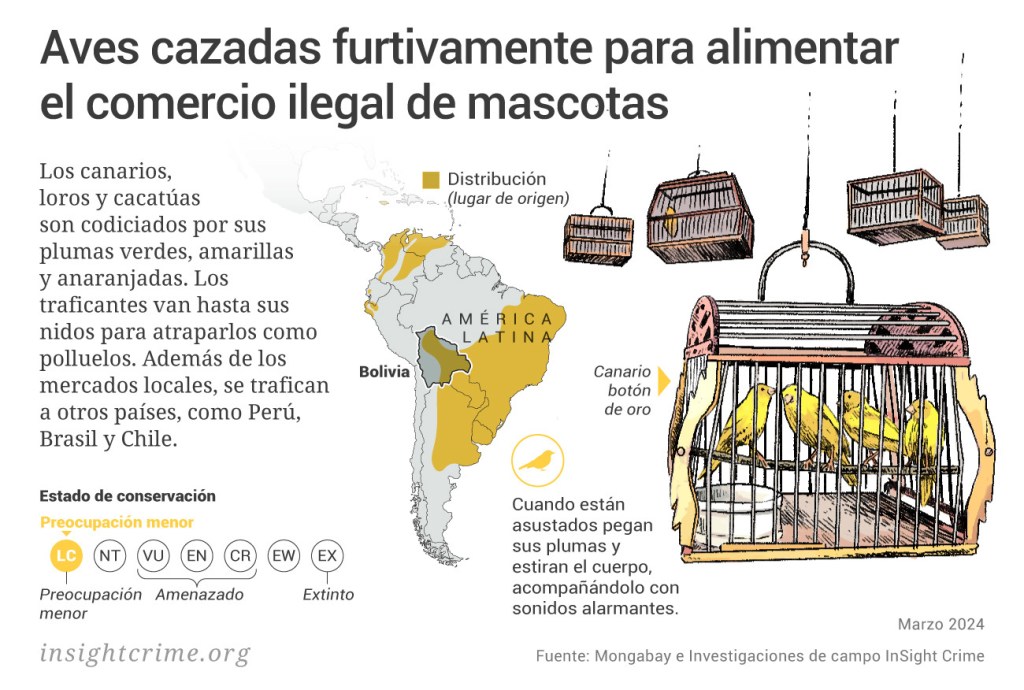 https://insightcrime.org/wp-content/uploads/2024/03/Amazonas-Aves-cazadas-furtivamente-para-alimentar-el-comercio-ilegal-de-mascotas-InSight-Crime-Apr-2023-1024x690.jpg